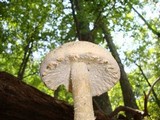 Amanita daucipes image