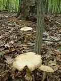 Amanita ravenelii image