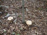 Amanita ravenelii image