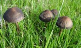 Panaeolus acuminatus image