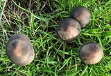 Panaeolus acuminatus image