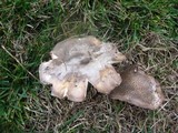 Amanita protecta image