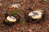 Amanita vernicoccora image