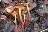 Phaeocollybia californica image
