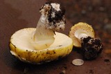 Amanita vernicoccora image