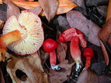 Hygrocybe marchii image