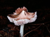 Hygrocybe calyptriformis var. calyptriformis image