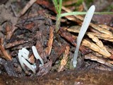 Clavaria acuta image