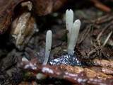 Clavaria acuta image