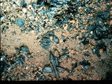 Ascobolus carbonarius image