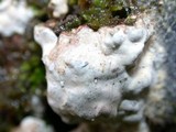 Dendrothele candida image