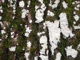 Dendrothele candida image