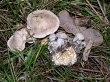 Clitocybe sclerotoidea image