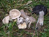 Clitocybe sclerotoidea image