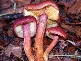 Gymnopilus luteofolius image