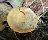 Chroogomphus tomentosus image