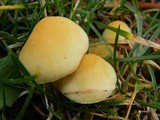 Hypholoma capnoides image