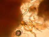 Hypomyces lateritius image