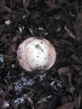 Phallus hadriani image