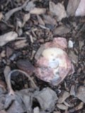 Phallus hadriani image