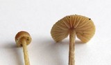 Galerina mniophila image