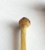 Galerina mniophila image