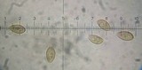 Galerina mniophila image