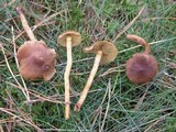Cortinarius croceus image