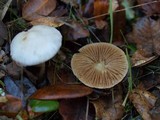 Inocybe whitei image