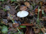 Inocybe whitei image