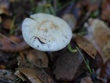 Inocybe whitei image