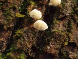 Hemimycena candida image