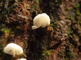 Hemimycena candida image