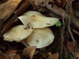 Hygrophorus eburneus image