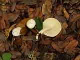 Hygrophorus eburneus image
