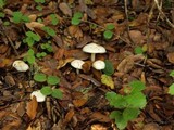 Hygrophorus eburneus image