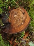 Ganoderma brownii image