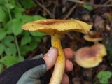 Tricholomopsis rutilans image