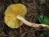 Tricholomopsis rutilans image