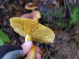 Tricholomopsis rutilans image