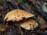 Suillus caerulescens image