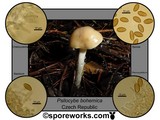 Psilocybe serbica image