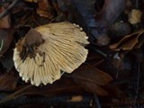 Inocybe rimosa image