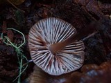 Mycena maculata image