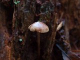 Mycena maculata image