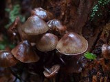 Mycena maculata image