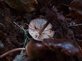 Mycena maculata image