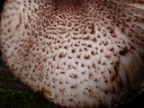 Lepiota roseifolia image