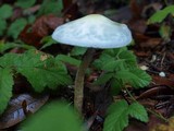 Stropharia pseudocyanea image