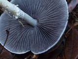 Stropharia pseudocyanea image